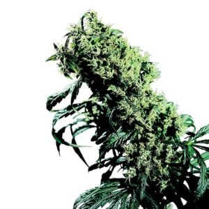 Zombie OG Seeds