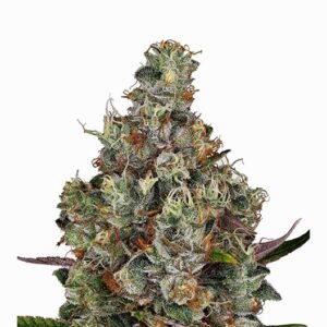 Cookie Monster Auto