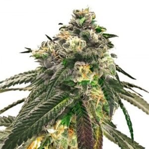 Critical Fast Bud Auto