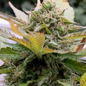 Lemon Haze Auto
