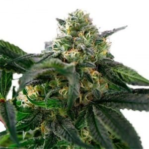 Sour Alien Auto