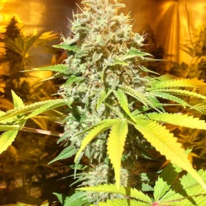 Ingrid Seeds