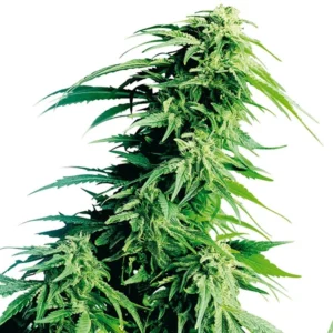 Kush XL Auto