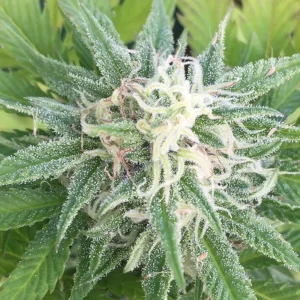 Larry OG Seeds
