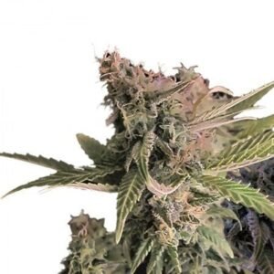 Moby Dick Auto