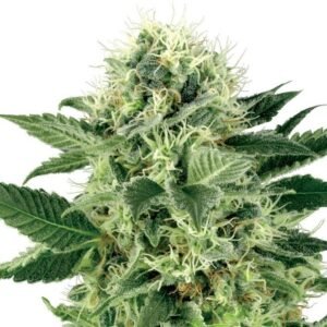 Mother of Berries Seeds