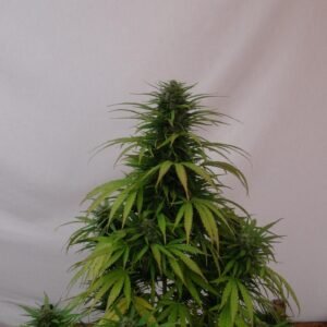 OG Kush Seeds
