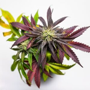 Platinum Purple Kush Seeds