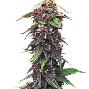 Purple Pantera Seeds