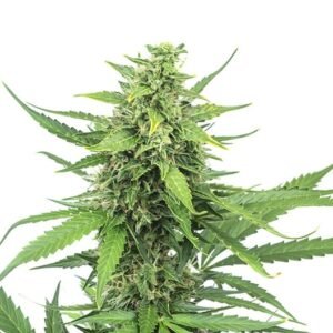 Shark Shock Auto