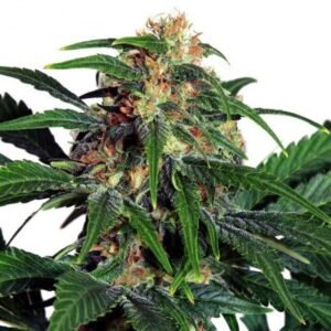 Strawberry Fields Seeds