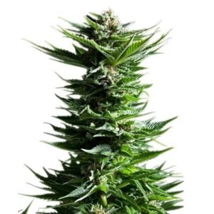 Tahoe OG Seeds