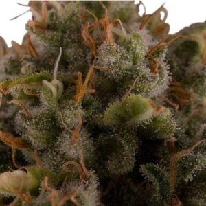Trainwreck Seeds