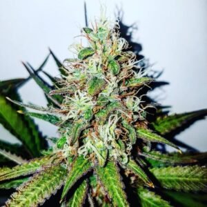 UK Cheese Seeds