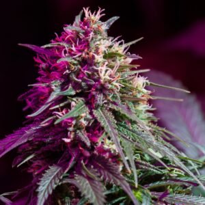 Purple Skunk Auto