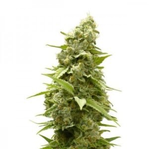Sweet Tooth Auto