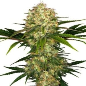 Blue Afghani Auto