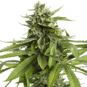 AK-47 Seeds
