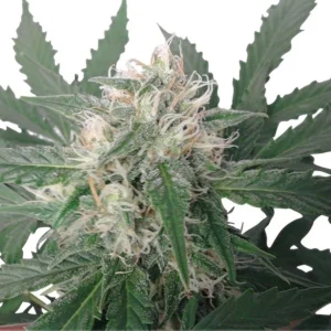 Blueberry Kush Seeds