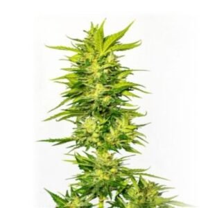 Lemon OG Kush Seeds
