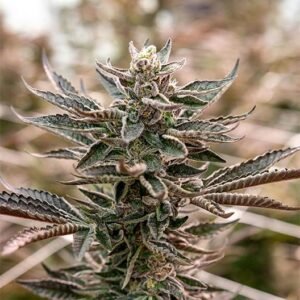 Blue Mac Seeds