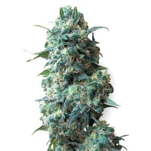 Blueberry Skunk Seeds