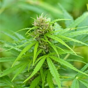 Gorilla Glue #4 Auto