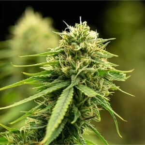 Lemon Cherry Pie Seeds