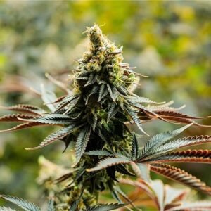 Mimosa Orange Punch Seeds