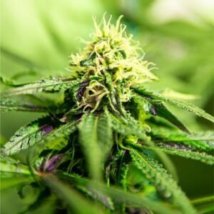 Pure Michigan Seeds