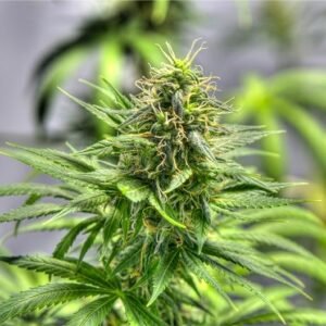 Space Panda Seeds