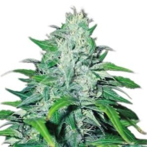 Elmer’s Glue Seeds