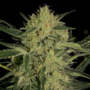 Hawaiian Dream CBD Seeds