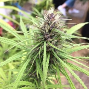 Panama Red Seeds