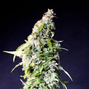 Pez Seeds