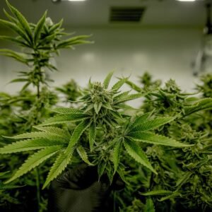 Butterscotch Auto
