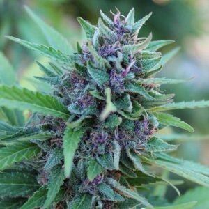 Tangie Seeds