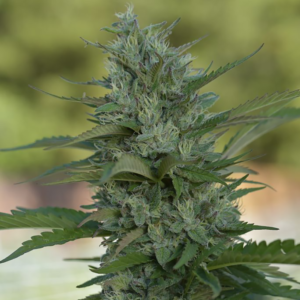 XJ-13 Seeds